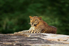 Yala_Travel-Vibe-Sri-Lanka