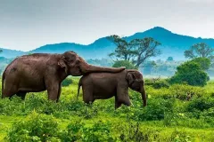 hero-sri-lanka-720x540-1