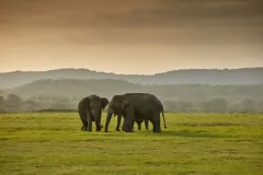 shutterstock_1530880592