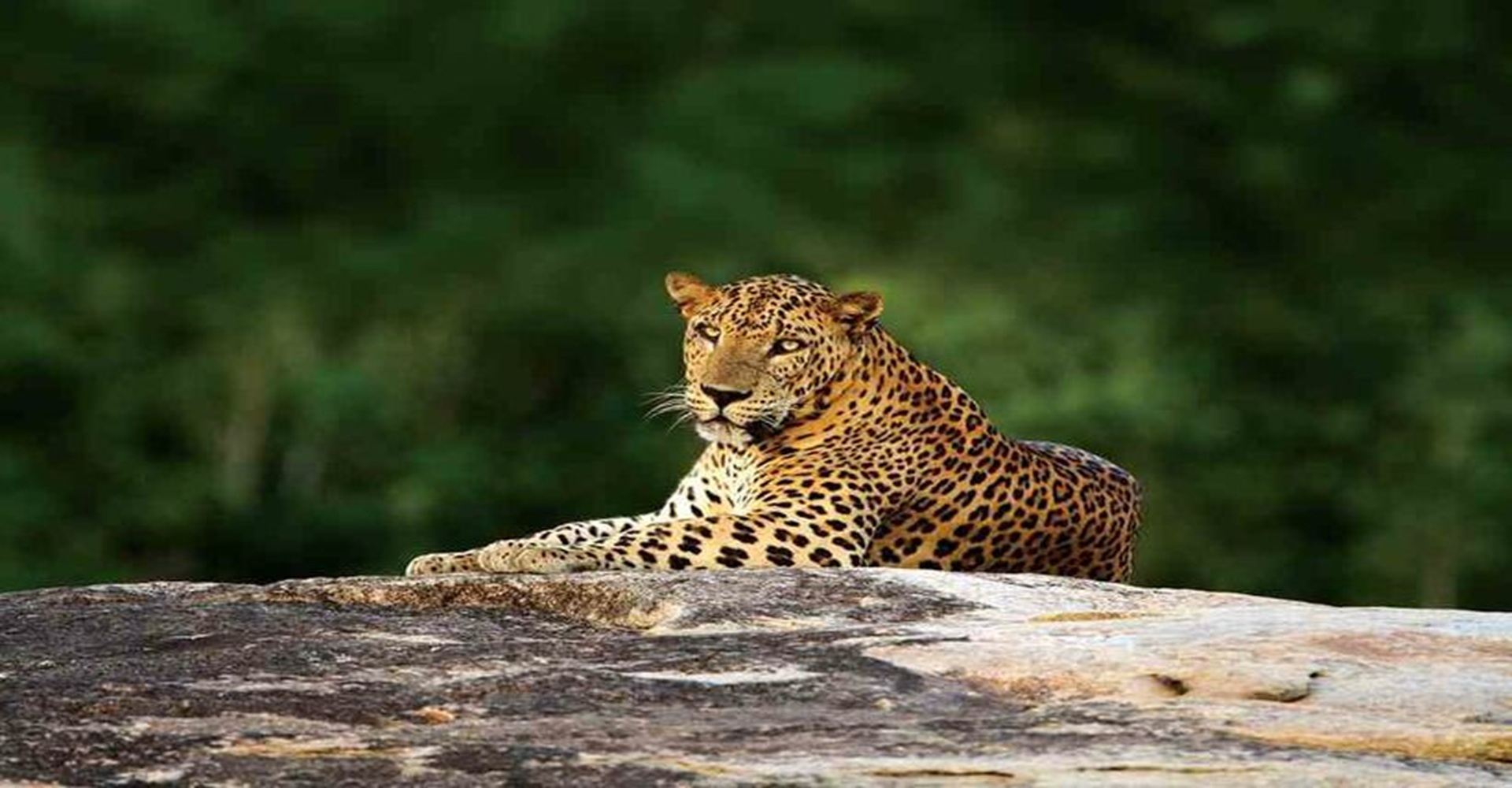 Travel Vibe Destination | Yala National Park