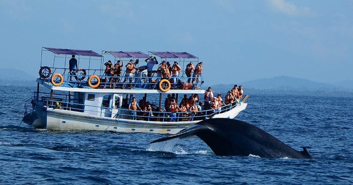Travel Vibe Activity | Whale watching